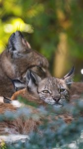 Preview wallpaper lynx, kittens, predator, wildlife