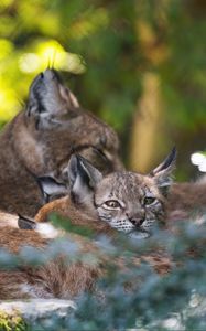 Preview wallpaper lynx, kittens, predator, wildlife