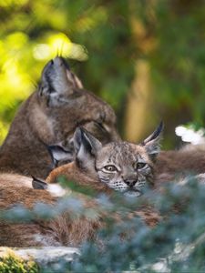 Preview wallpaper lynx, kittens, predator, wildlife