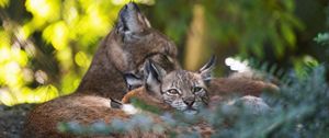 Preview wallpaper lynx, kittens, predator, wildlife