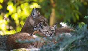 Preview wallpaper lynx, kittens, predator, wildlife