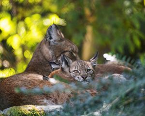 Preview wallpaper lynx, kittens, predator, wildlife