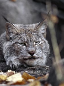 Preview wallpaper lynx, leaves, autumn, grass, lie, predator