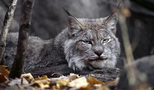 Preview wallpaper lynx, leaves, autumn, grass, lie, predator