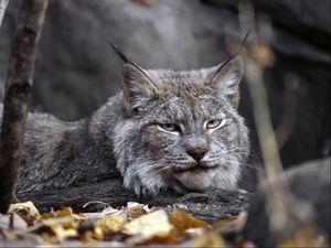 Preview wallpaper lynx, leaves, autumn, grass, lie, predator