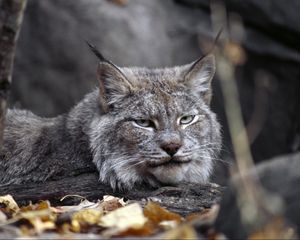 Preview wallpaper lynx, leaves, autumn, grass, lie, predator