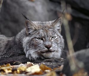 Preview wallpaper lynx, leaves, autumn, grass, lie, predator