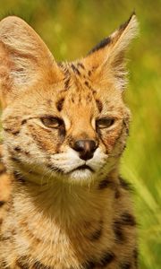 Preview wallpaper lynx, look, baby, grass