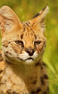 Preview wallpaper lynx, look, baby, grass