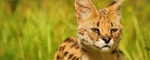 Preview wallpaper lynx, look, baby, grass