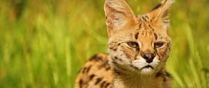 Preview wallpaper lynx, look, baby, grass