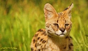 Preview wallpaper lynx, look, baby, grass