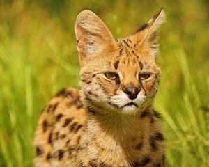 Preview wallpaper lynx, look, baby, grass