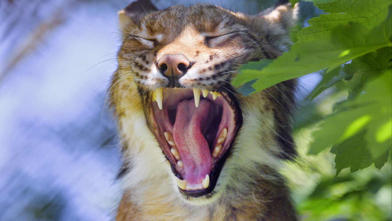 Wallpaper lynx, mouth, big cat, tongue, fangs