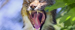 Preview wallpaper lynx, mouth, big cat, tongue, fangs