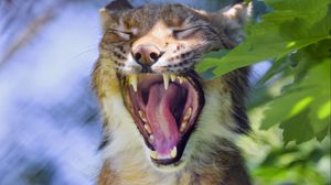Preview wallpaper lynx, mouth, big cat, tongue, fangs