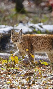 Preview wallpaper lynx, movement, leaves, animal