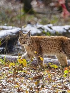 Preview wallpaper lynx, movement, leaves, animal