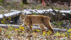 Preview wallpaper lynx, movement, leaves, animal