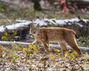 Preview wallpaper lynx, movement, leaves, animal