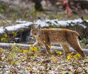 Preview wallpaper lynx, movement, leaves, animal