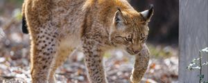 Preview wallpaper lynx, movement, paws, predator