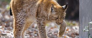 Preview wallpaper lynx, movement, paws, predator