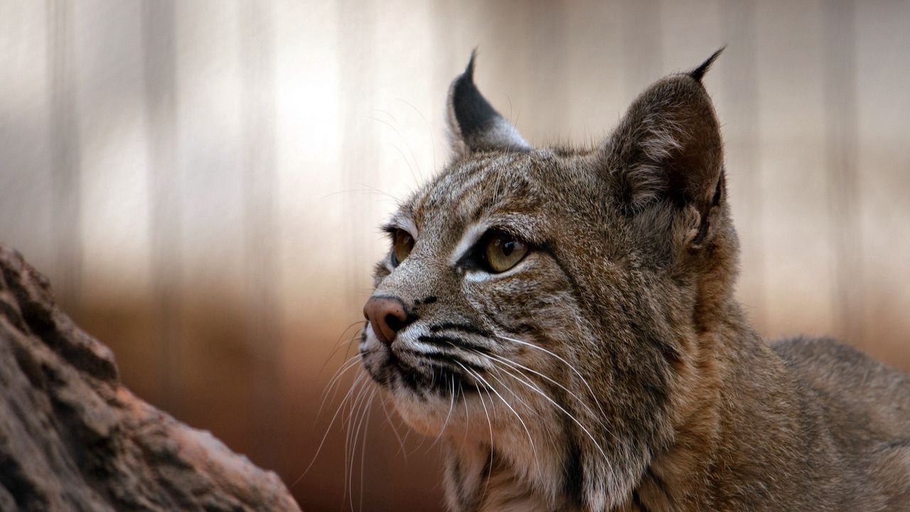 Wallpaper lynx, muzzle, big cat, eyes, predator