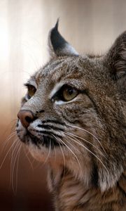 Preview wallpaper lynx, muzzle, big cat, eyes, predator