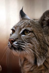 Preview wallpaper lynx, muzzle, big cat, eyes, predator