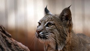 Preview wallpaper lynx, muzzle, big cat, eyes, predator