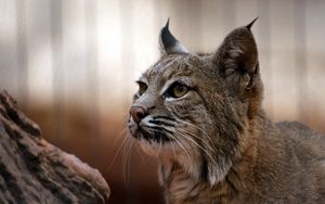 Preview wallpaper lynx, muzzle, big cat, eyes, predator