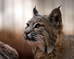 Preview wallpaper lynx, muzzle, big cat, eyes, predator