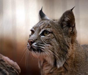 Preview wallpaper lynx, muzzle, big cat, eyes, predator