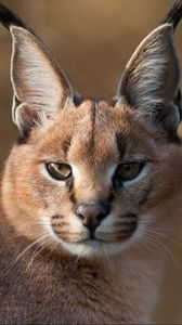 Preview wallpaper lynx, muzzle, predator, big cat, eyes, blurring