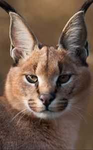Preview wallpaper lynx, muzzle, predator, big cat, eyes, blurring