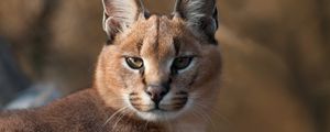 Preview wallpaper lynx, muzzle, predator, big cat, eyes, blurring