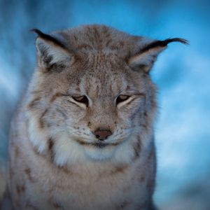 Preview wallpaper lynx, muzzle, sad, blue background, blur