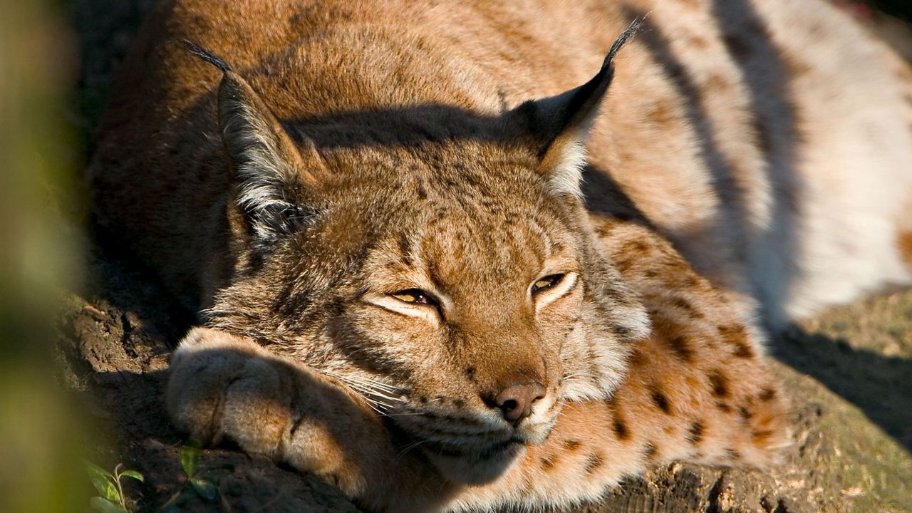 Wallpaper lynx, muzzle, sleep, cute