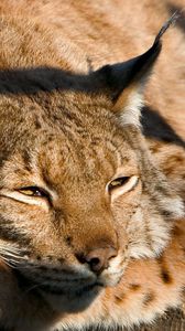 Preview wallpaper lynx, muzzle, sleep, cute