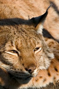 Preview wallpaper lynx, muzzle, sleep, cute