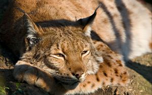 Preview wallpaper lynx, muzzle, sleep, cute