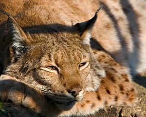 Preview wallpaper lynx, muzzle, sleep, cute