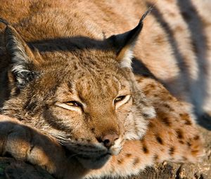 Preview wallpaper lynx, muzzle, sleep, cute