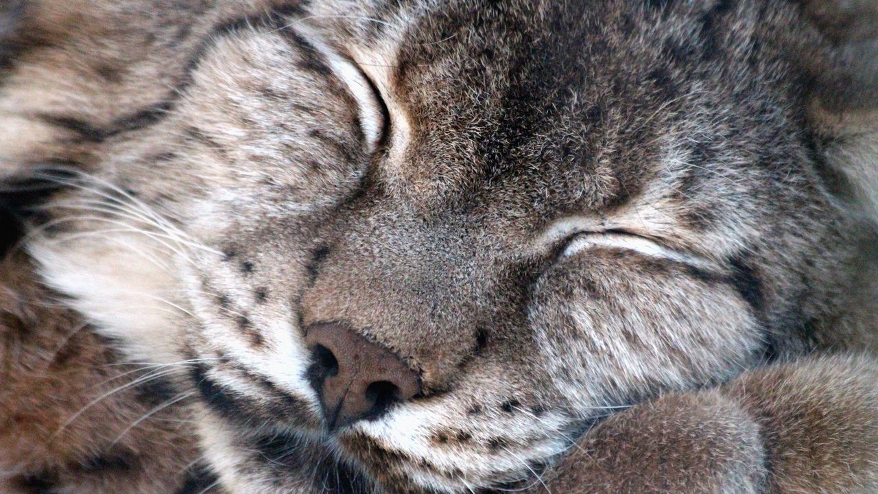 Wallpaper lynx, muzzle, sleeping
