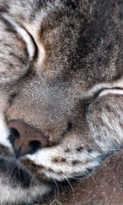 Preview wallpaper lynx, muzzle, sleeping