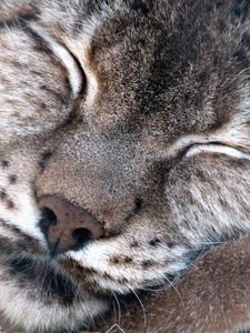 Preview wallpaper lynx, muzzle, sleeping