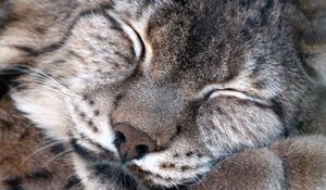 Preview wallpaper lynx, muzzle, sleeping