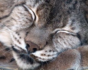 Preview wallpaper lynx, muzzle, sleeping