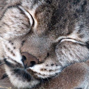 Preview wallpaper lynx, muzzle, sleeping